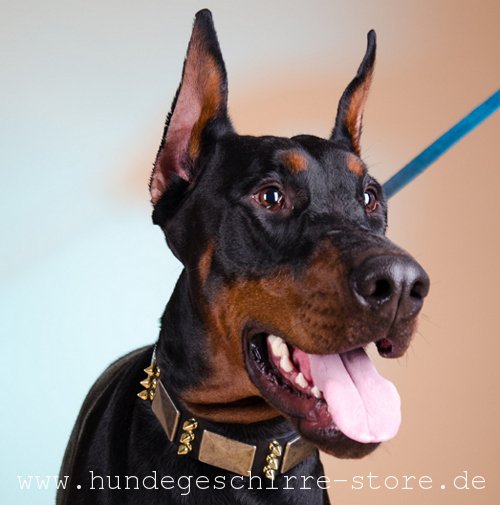 Leder Hundehalsband, ausgezeichnet